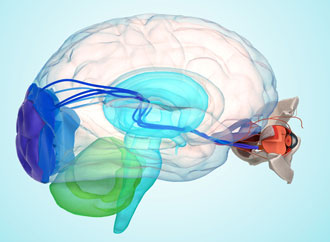 Neuro Ophthalmology